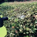 거미대문 이미지