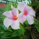 허브꽃농원 이미지