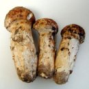 송이버섯 효능..자연산송이버섯가격 이미지