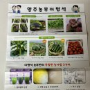 남면농자재 | 양주농부이범석 모둠 쌈채소 1kg 솔직후기