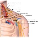 Re: round shoulder 주인공(소흉근 신경포착 증후군) 생체역학 2022!! 이미지