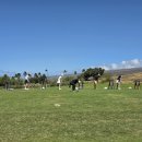 초원골프연습장 | ( 고운동 골프연습장 ㅣ 아름동 골프연습장 ) 회원님과 함께한 하와이 전지 훈련 part 5.