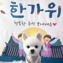 비비펫살롱