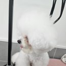 지오애견미용샵 이미지