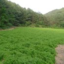 강림면312 이미지