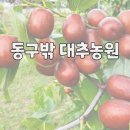동구밖 대추농원