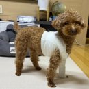 금천24시 K동물의료센터 이미지