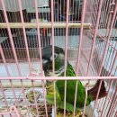 준요네집 이미지