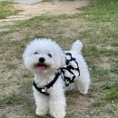 클러스터라운드 | 강아지 나시티, 데일리 티셔츠로 예쁜 클러스터라운드 나시