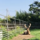 무학사슴농장 이미지