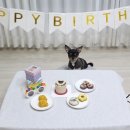 댕댕상점 이미지