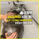 내 고양이 수명 20년으로 늘리는 다온이네 One Pick!