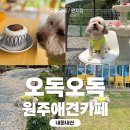 오독오독 원주 애견카페 내돈내산 후기, 천연잔디 운동장 있는 곳