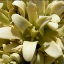 조슈아농장 이미지