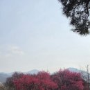 남평문씨본리세거지 주차장 안 | (여행) 대구 홍매화 명소 - 남평문씨본리세거지