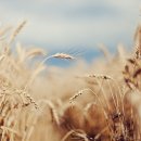 사랑의 날개 이미지