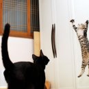 고등어아가씨 이미지