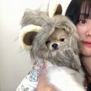 도그다움 | 신상 동탄애견카페, 도그다움 뛰뛰 후기