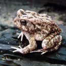 金두꺼비 이미지