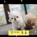 펫블리강아지&미라클고양이 이미지