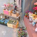 사랑의꽃집 이미지