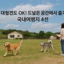 몽몽테일 | 대형견도 OK! 드넓은 공간에서 즐기는 국내여행지 4선