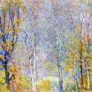 자작나무 이미지