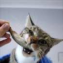 오메가플러스 이미지