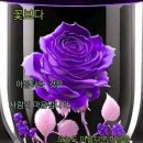 하얀노을 이미지