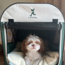 아름켄넬 이미지