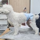 더멍멍 | 청주 독피트니스 오마이멍멍 내돈내산 후기 강아지 근육 키우기