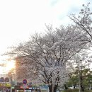 청주 헬스장 본투짐 가슴운동 봄운동 체스트프레스 숄더프레스 후기
