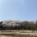 작은호수공원(검도수련관 옆) | 안산 노적봉&amp;호수공원 벚꽃구경