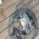 관리낚시터 | 영종도 바다낚시터, 손맛 제대로 본 만정민트바다낚시터 후기