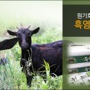 대박흑염소 이미지