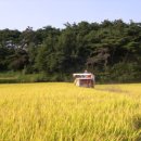 [남원] 최고 품질의 쌀 생산 성공 이미지