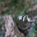 다도해비비추Hosta jonesii M. G. Chung 이미지