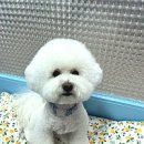 두리그루밍 이미지