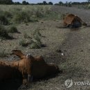 소들농장 이미지