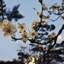 차이황 이미지
