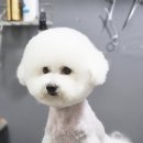 더 펫 애견샵 이미지