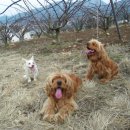 이상농장 이미지