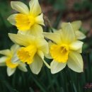 처갓집말뚝 이미지