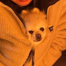 #39 아산 애견 전용 캠핑장 음봉 라포레캠핑장