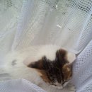 응봉농장 이미지