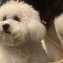 카페니치어은점 이미지
