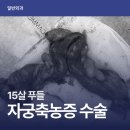 미소동물의료센터 | 대구 자궁축농증 수술 (15살 푸들 수술 후기) | 파티마동물의료센터