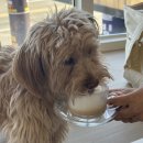 베릴키키 이미지