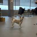 오가멍 | 부천 실내 애견카페 추천 송내역 애카 [멍쉘] 방문 후기