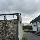 표선달채 이미지